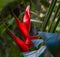 tropical heliconia flower called lobster claw