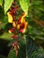 Tropical Heliconia Plant in flower