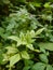 Tropical herbal plants in close up