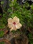 This is tropical hibiscus Flower