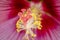 Tropical hibiscus pistil