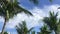 Tropical holiday inspiration scene with palm tree at cloudy skyline background