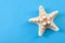 Tropical holiday, minimalism and summer vacation concept with close up on a single starfish isolated on minimalist blue background