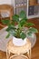 Tropical `Homalomena Rubescens Emerald Gem` houseplant in flower pot on table