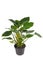 Tropical `Homalomena Rubescens Emerald Gem` houseplant in flower pot on white background