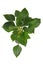 Tropical `Homalomena Rubescens Emerald Gem` houseplant on white background