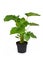 Tropical `Homalomena Rubescens Maggy` houseplant in flower pot on white background