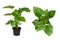 Tropical `Homalomena Rubescens Maggy` houseplant in flower pot on white background