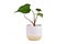 Tropical `Homalomena Rubescens Maggy` houseplant in white pot on white background