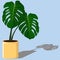 Tropical Houseplant, Green Monstera-punctulata Plant