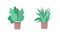 Tropical houseplants flat color vector object set