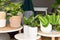 Tropical houseplants like Maranta, Calathea and Philodendron on small side tables