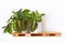 Tropical houseplants like `Prayer Plant` and `Pothos` on wooden pallet shelf hanging on white wall
