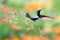 Tropical hummingbird in flight with a colorful, red orange, and green blurred background.