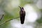 Tropical hummingbird sitting on branch