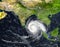 Tropical hurricane moving across the Indian Ocean.Elements of t