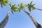 Tropical image swaying palm trees against blue sky