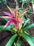 Tropical indoor plant in bloom pink magenta