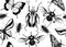 Tropical insects seamless pattern. Vector backdrop with hand drawn beetles and butterflies. Vintage entomological background.