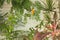 Tropical Island Key West background with colorful but muted plants in front of a blurred section of a white wooden house and door