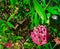 tropical Ixora coccinea flower