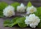 Tropical jasmine flower on wood.Jasmine flowers and leaves on br