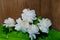 Tropical jasmine flower on wood.Jasmine flowers and leaves on br