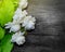 Tropical jasmine flower on wood.Jasmine flowers and leaves on br