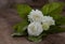 Tropical jasmine flower on wood.Jasmine flowers and leaves on br