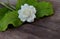 Tropical jasmine flower on wood.Jasmine flowers and leaves on ol