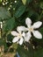 Tropical `jasmine` - Wrigthia antidysenterica