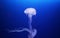 Tropical Jellyfish floating in an Aquarium Tank