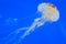 Tropical jellyfish underwater