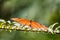 Tropical Julia butterfly & x28;Dryas iulia& x29;