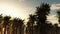 Tropical jungle background with palm tree silhouettes at sunset