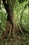 Tropical jungle detail amazon rain forest tree