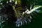 Tropical jungle foliage, dark green leaf nature background