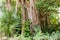 Tropical jungle with green leafs in Mexico Rainforest