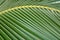 Tropical jungle palm foliage, dark green toned Macro shot sheet coconut palms