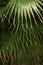 Tropical jungle palm tree leaves in a greenhouse, close up