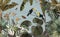 Tropical jungle pattern wallpaper with palm trees, plants, birds, butterflies, and toucans on a sky background.jpg