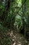 Tropical jungle in Phuket, Thailand. Bamboo Forest and National Park