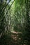 Tropical jungle in Phuket, Thailand. Path in Bamboo Forest and N