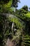 Tropical jungle in Phuket, Thailand. Plants and trees in National Park.