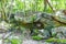 Tropical jungle plants trees rocks stones cave cenote Muyil Mexico