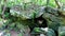 Tropical jungle plants trees rocks stones cave cenote Muyil Mexico