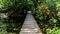Tropical jungle plants trees wooden walking trails Sian Kaan Mexico