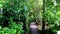 Tropical jungle plants trees wooden walking trails Sian Kaan Mexico