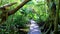 Tropical jungle plants trees wooden walking trails Sian Kaan Mexico