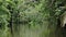 Tropical Jungle Scenery in the Costa Rica Rainforest at Tortuguero National Park, with Trees, Ferns